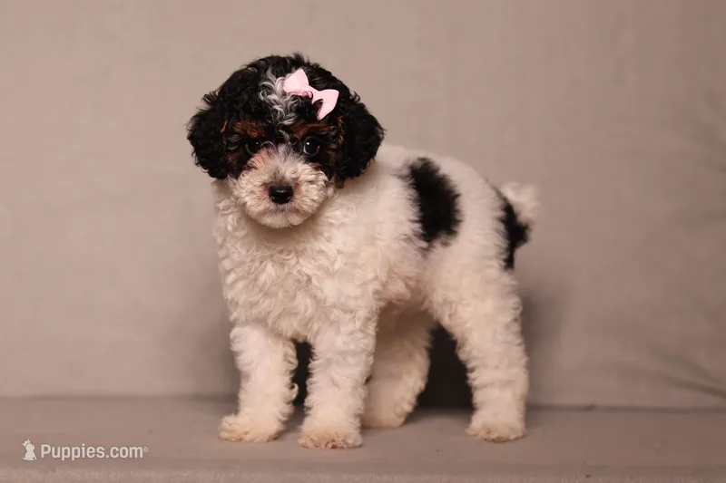 Avery – Poodle - Miniature  puppy for sale in Millersburg, OH