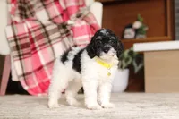 Maverick (AKC), a male Poodle - Miniature  for sale in Millersburg, OH – 3 of 7