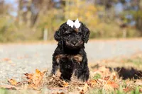 Sadie (AKC), a female Poodle - Miniature  for sale in Millersburg, OH – 3 of 9