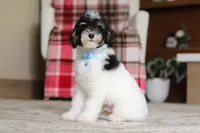 Hunter, a male Poodle - Miniature  for sale in Millersburg, OH – 4 of 7