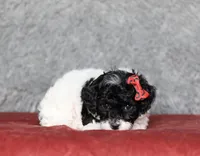 Winnie, a female Poodle - Miniature  for sale in Millersburg, OH – 2 of 4