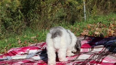 Jett (AKC), a male Poodle - Miniature  for sale in Millersburg, OH – 8 of 8