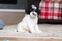 Harper, a female Poodle - Miniature  for sale in Millersburg, OH – 3 of 4