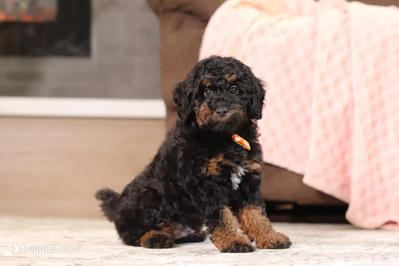 Cooper (AKC) – Poodle - Miniature  puppy for sale in Millersburg, OH