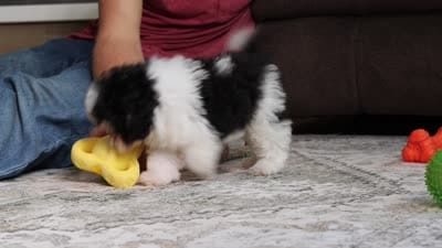 Dawson (AKC), a male Poodle - Miniature  for sale in Millersburg, OH – 4 of 4