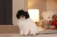 Amber (AKC), a female Poodle - Miniature  for sale in Millersburg, OH – 3 of 7