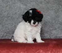 Paisley, a female Poodle - Miniature  for sale in Millersburg, OH – 3 of 3