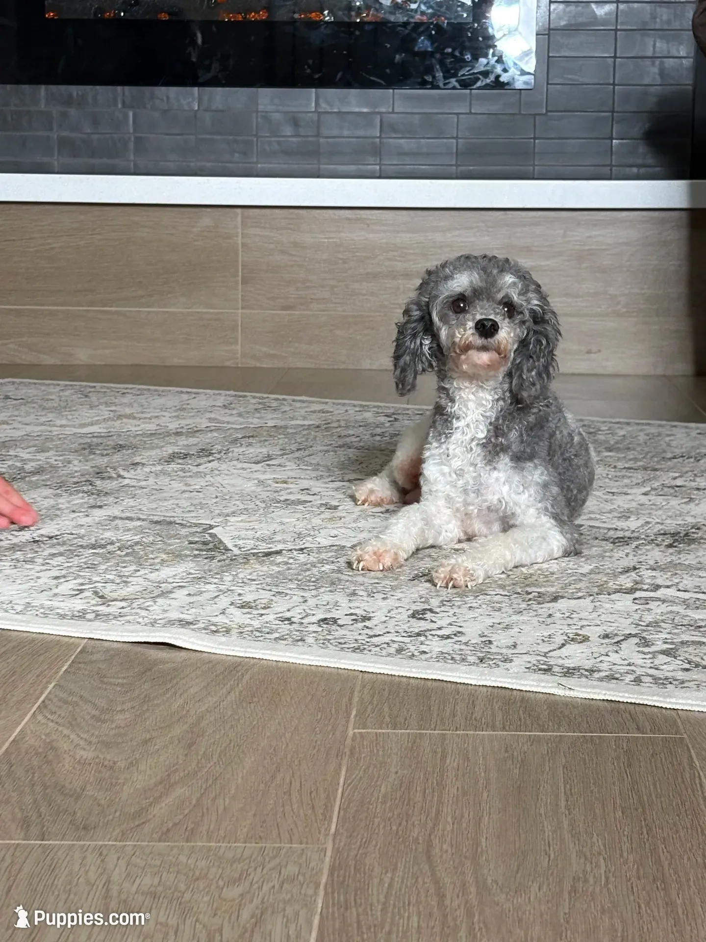 Sophia (AKC), a female Poodle - Miniature  for sale in Millersburg, OH – 5 of 7