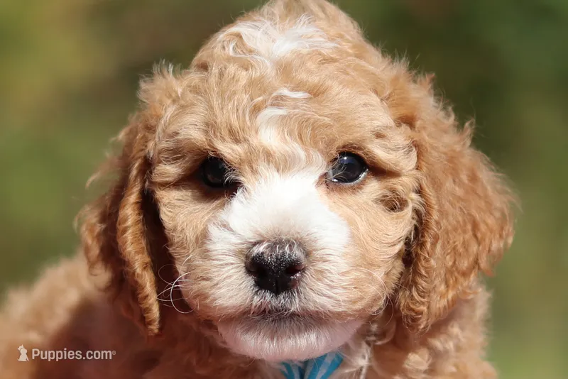 August (AKC) – Poodle - Miniature  puppy for sale in Millersburg, OH
