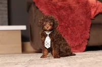 Jax (AKC), a male Poodle - Miniature  for sale in Millersburg, OH – 2 of 6