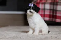 Harper, a female Poodle - Miniature  for sale in Millersburg, OH – 2 of 4