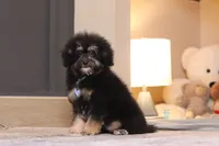 Axel (AKC), a male Poodle - Miniature  for sale in Millersburg, OH – 6 of 7