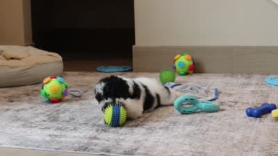 Millie (AKC), a female Poodle - Miniature  for sale in Millersburg, OH – 7 of 7