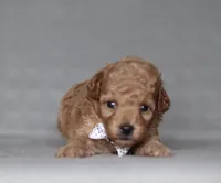 Asher, a male Poodle - Miniature  for sale in Millersburg, OH – 2 of 4