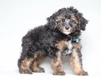 Ranger, a male Poodle - Miniature  for sale in Millersburg, OH – 3 of 7