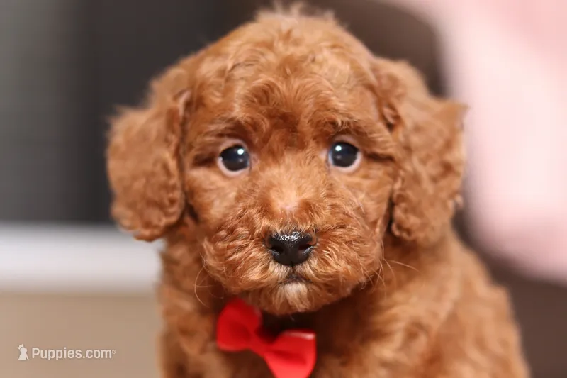 Murphy (AKC) – Poodle - Miniature  puppy for sale in Millersburg, OH