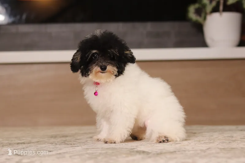 Amber – Poodle - Miniature  puppy for sale in Millersburg, OH