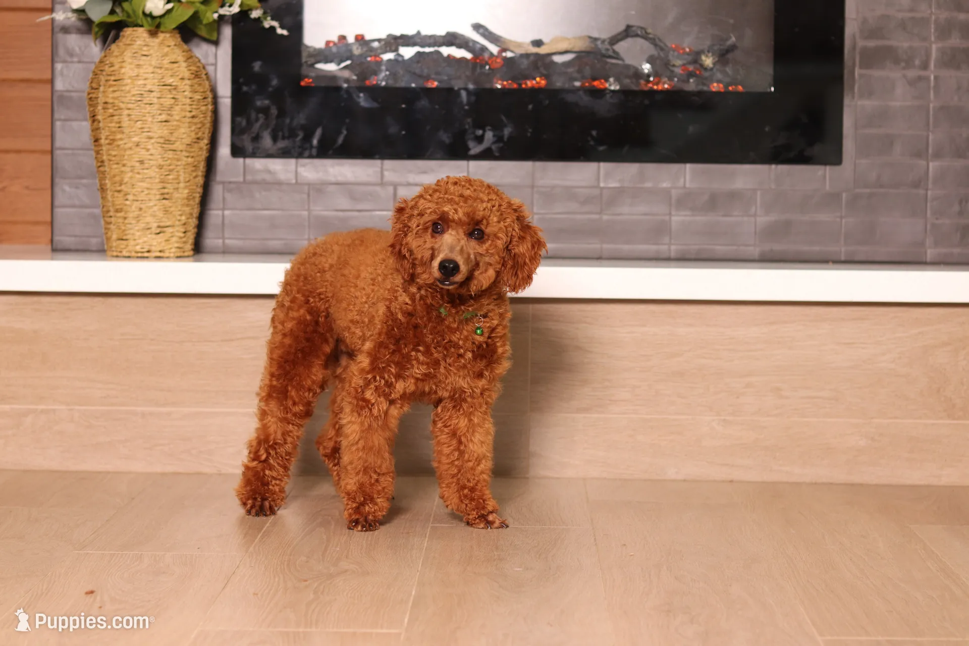 Sawyer (AKC), a male Poodle - Miniature  for sale in Millersburg, OH – 7 of 7