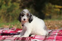 Jett (AKC), a male Poodle - Miniature  for sale in Millersburg, OH – 4 of 8
