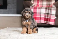 Ace, a male Poodle - Miniature  for sale in Millersburg, OH – 3 of 5