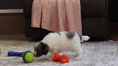 Jett, a male Poodle - Miniature  for sale in Millersburg, OH – 4 of 4
