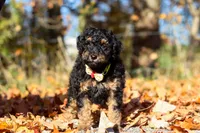 Sterling (AKC), a male Poodle - Miniature  for sale in Millersburg, OH – 8 of 9