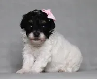 Amber, a female Poodle - Miniature  for sale in Millersburg, OH – 3 of 3