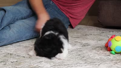 Daisy (AKC), a female Poodle - Miniature  for sale in Millersburg, OH – 4 of 4
