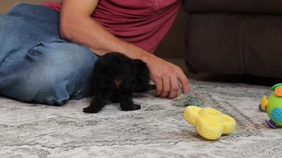 Cody (AKC), a male Poodle - Miniature  for sale in Millersburg, OH – 7 of 7