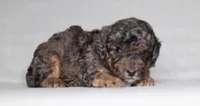 Ace, a male Poodle - Miniature  for sale in Millersburg, OH – 3 of 4