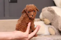 Vanna, a female Poodle - Miniature  for sale in Millersburg, OH – 3 of 4