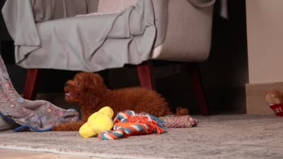Ruby, a female Poodle - Miniature  for sale in Millersburg, OH – 5 of 5