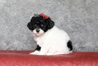 Winnie, a female Poodle - Miniature  for sale in Millersburg, OH – 4 of 4
