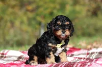 Dax, a male Cavapoo for sale in Millersburg, OH – 5 of 8