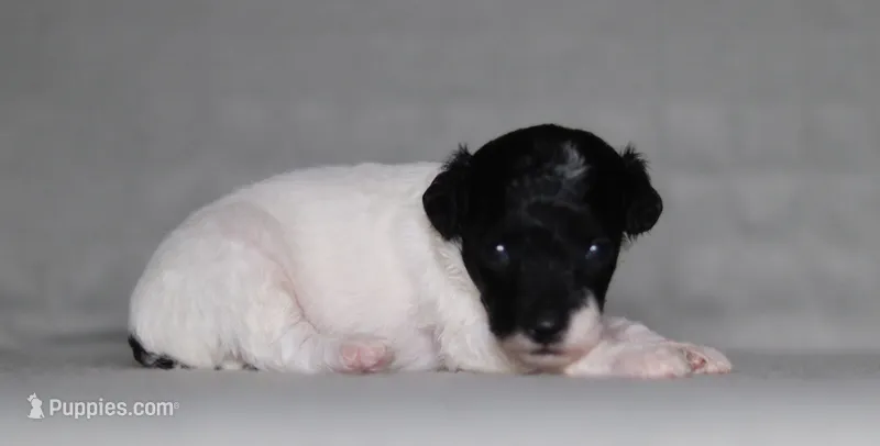 Hunter – Poodle - Miniature  puppy for sale in Millersburg, OH