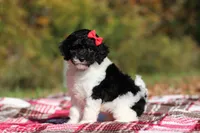 Jillie (AKC), a female Poodle - Miniature  for sale in Millersburg, OH – 5 of 8