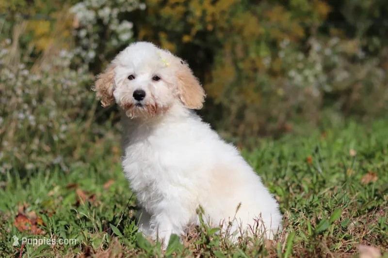 Maisie (AKC) – Poodle - Miniature  puppy for sale in Millersburg, OH