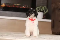 Maverick (AKC), a male Poodle - Miniature  for sale in Millersburg, OH – 4 of 7