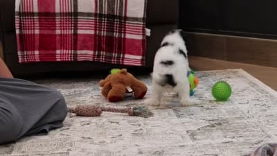 Hunter, a male Poodle - Miniature  for sale in Millersburg, OH – 5 of 5