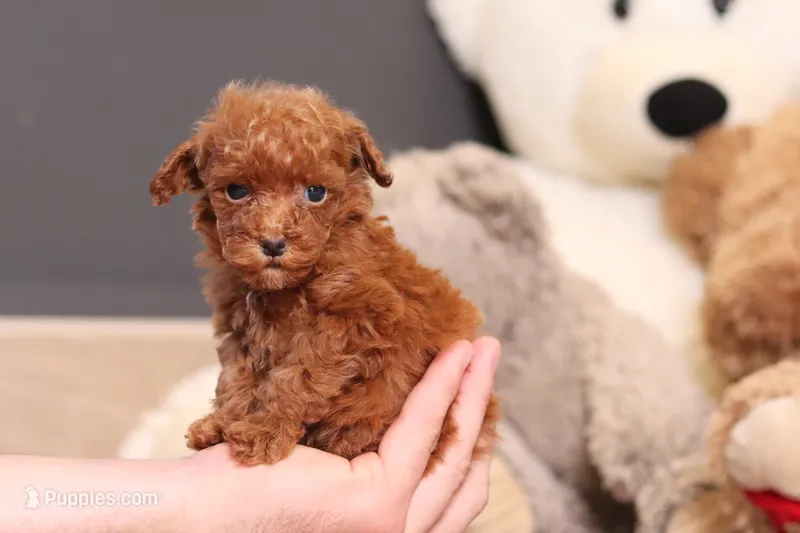 Vanna – Poodle - Miniature  puppy for sale in Millersburg, OH