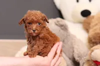 Vanna, a female Poodle - Miniature  for sale in Millersburg, OH – 1 of 4