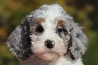 Jasper (AKC), a male Poodle - Miniature  for sale in Millersburg, OH – 1 of 8