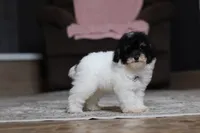 Amber, a female Poodle - Miniature  for sale in Millersburg, OH – 2 of 4