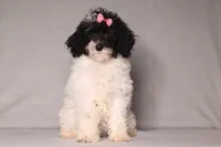 Paisley, a female Poodle - Miniature  for sale in Millersburg, OH – 2 of 4