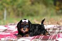 Della, a female Cavapoo for sale in Millersburg, OH – 5 of 7