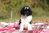 Joisie (AKC), a female Poodle - Miniature  for sale in Millersburg, OH – 4 of 6