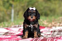 Della, a female Cavapoo for sale in Millersburg, OH – 2 of 7