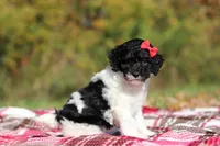 Jillie (AKC), a female Poodle - Miniature  for sale in Millersburg, OH – 4 of 8