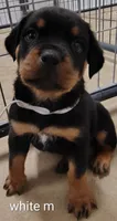 white, a male Rottweiler for sale in Bonaparte, IA – 3 of 3