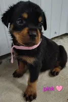 pink, a female Rottweiler for sale in Bonaparte, IA – 2 of 2